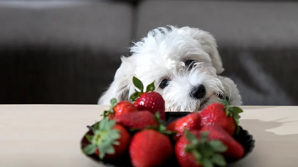 Can Dogs Eat Strawberries?