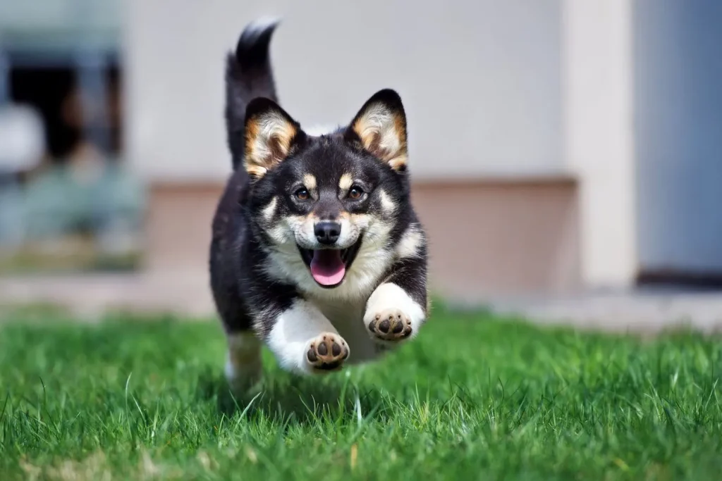 Why Do Dogs Get the Zoomies?