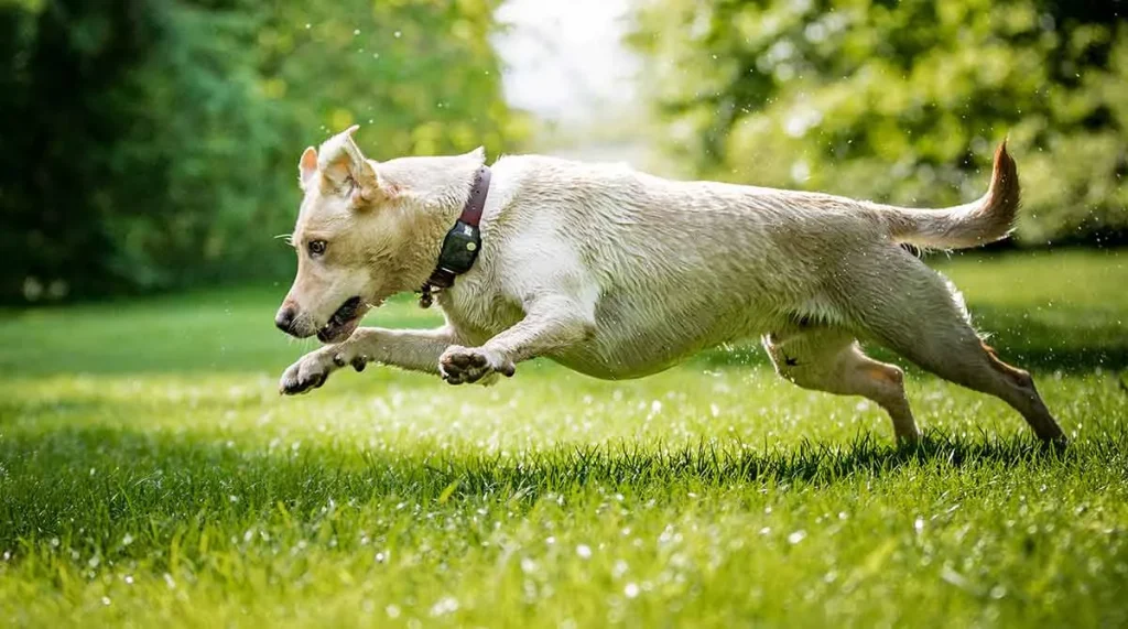 Why Do Dogs Get the Zoomies?